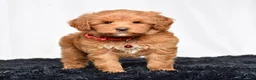 Mini Goldendoodle dogs for sale: Ms. Mackenzie  - Ad 9