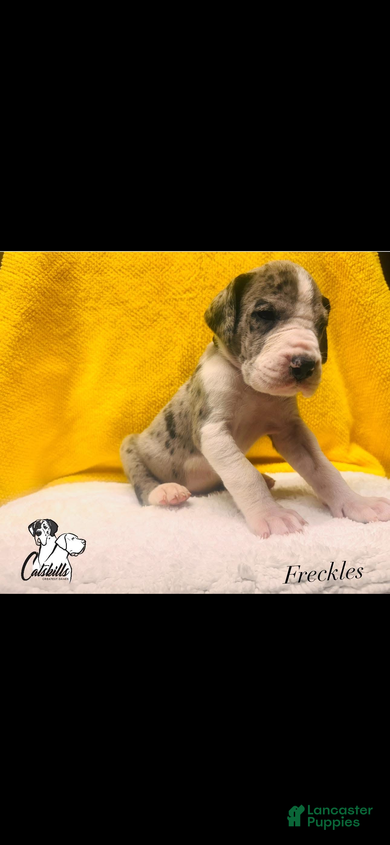 Great Dane dogs Freckles  - Ad 1
