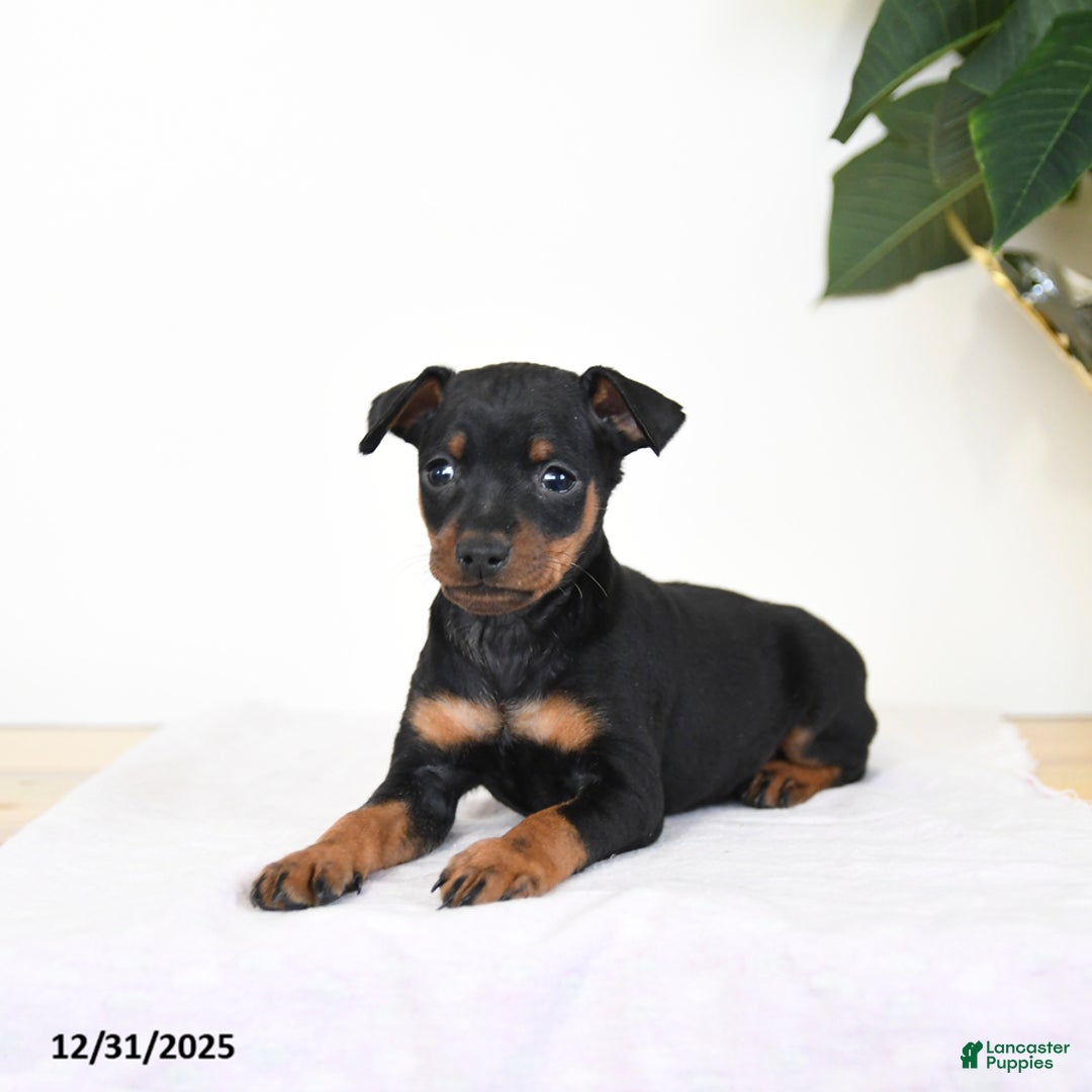 Miniature Pinscher dogs for sale: Lake  - Ad 3