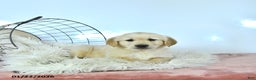 Golden Retriever dogs for sale: Teddy - Ad 4