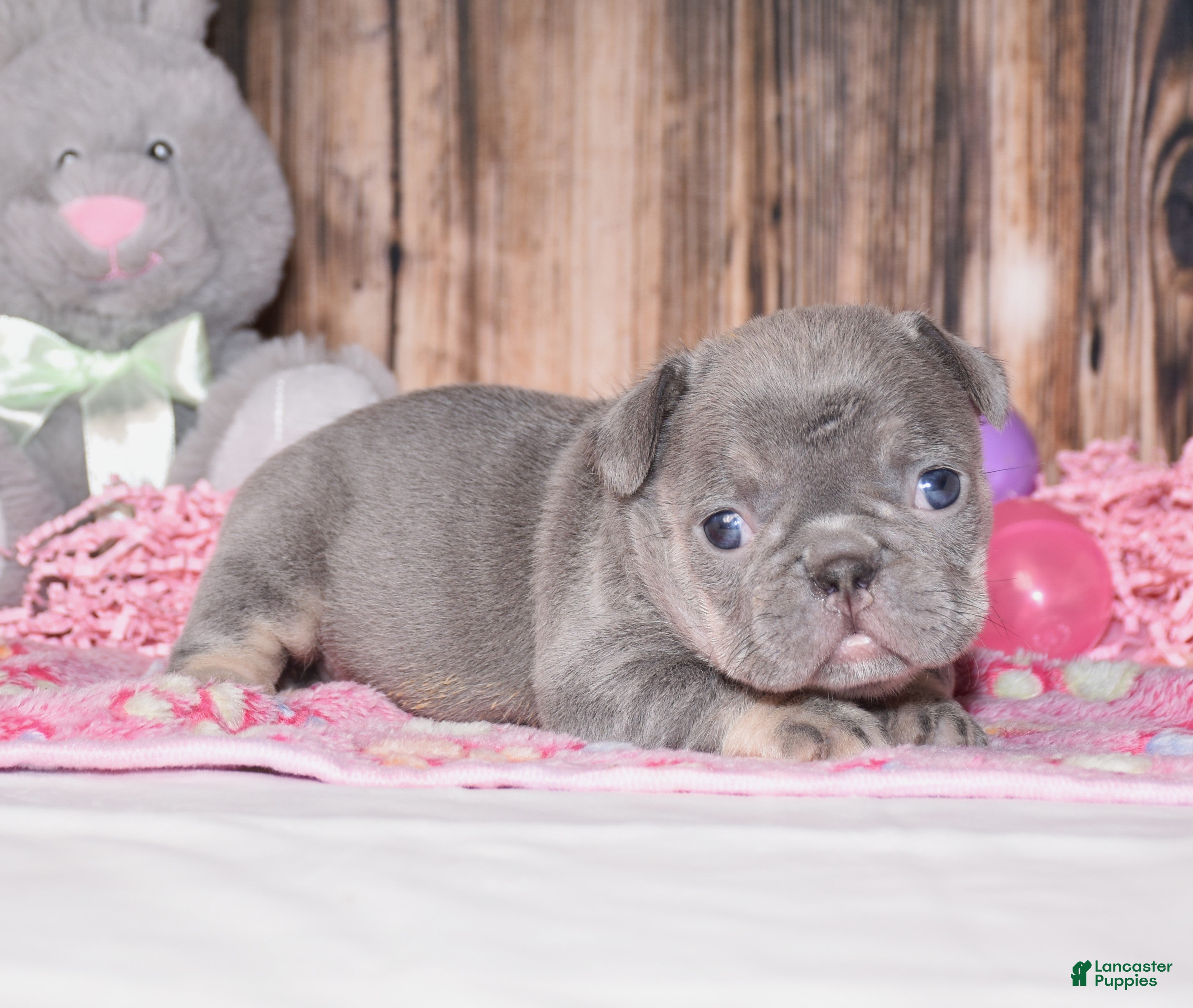 French Bulldog dogs Paisley  - Ad 1