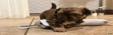 Shih Tzu 1