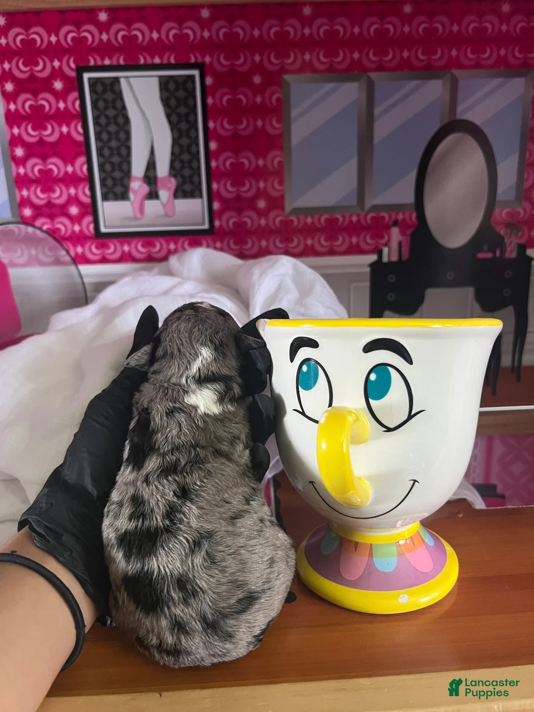 Mixed Breed dogs for sale: Promise - Ad 13