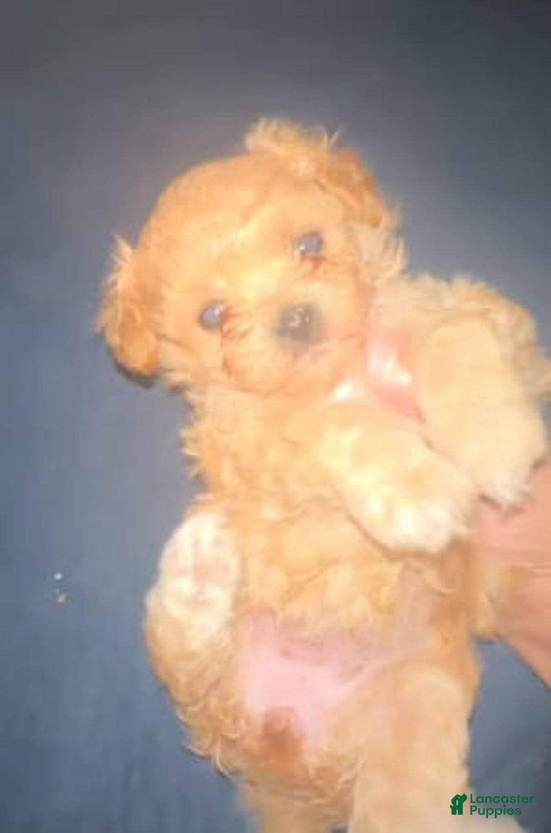 Gallery Image {{count}}