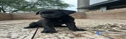 Sheprador dogs for sale: Shadow - Ad 3
