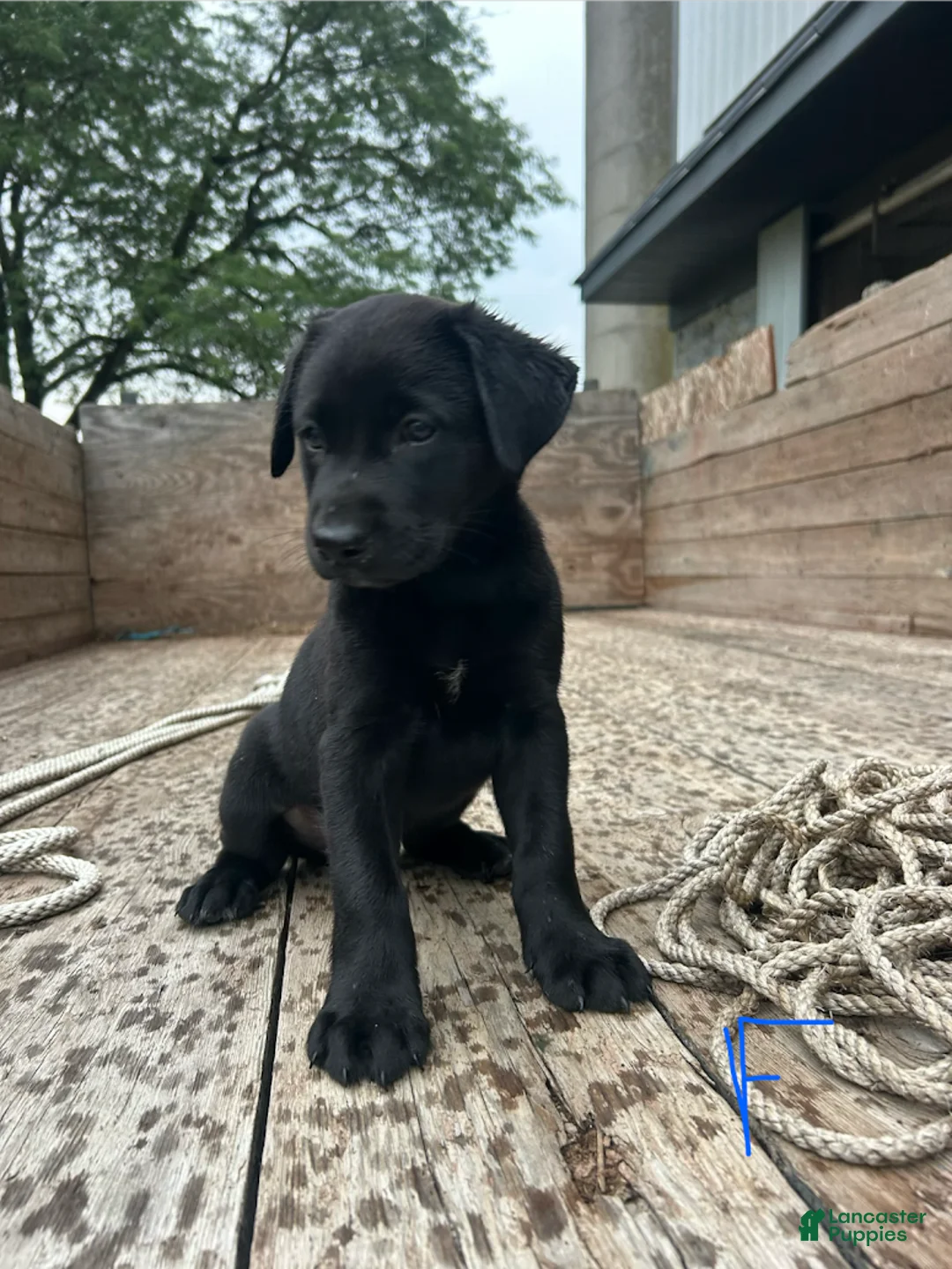 Sheprador dogs for sale: Shadow - Ad 3
