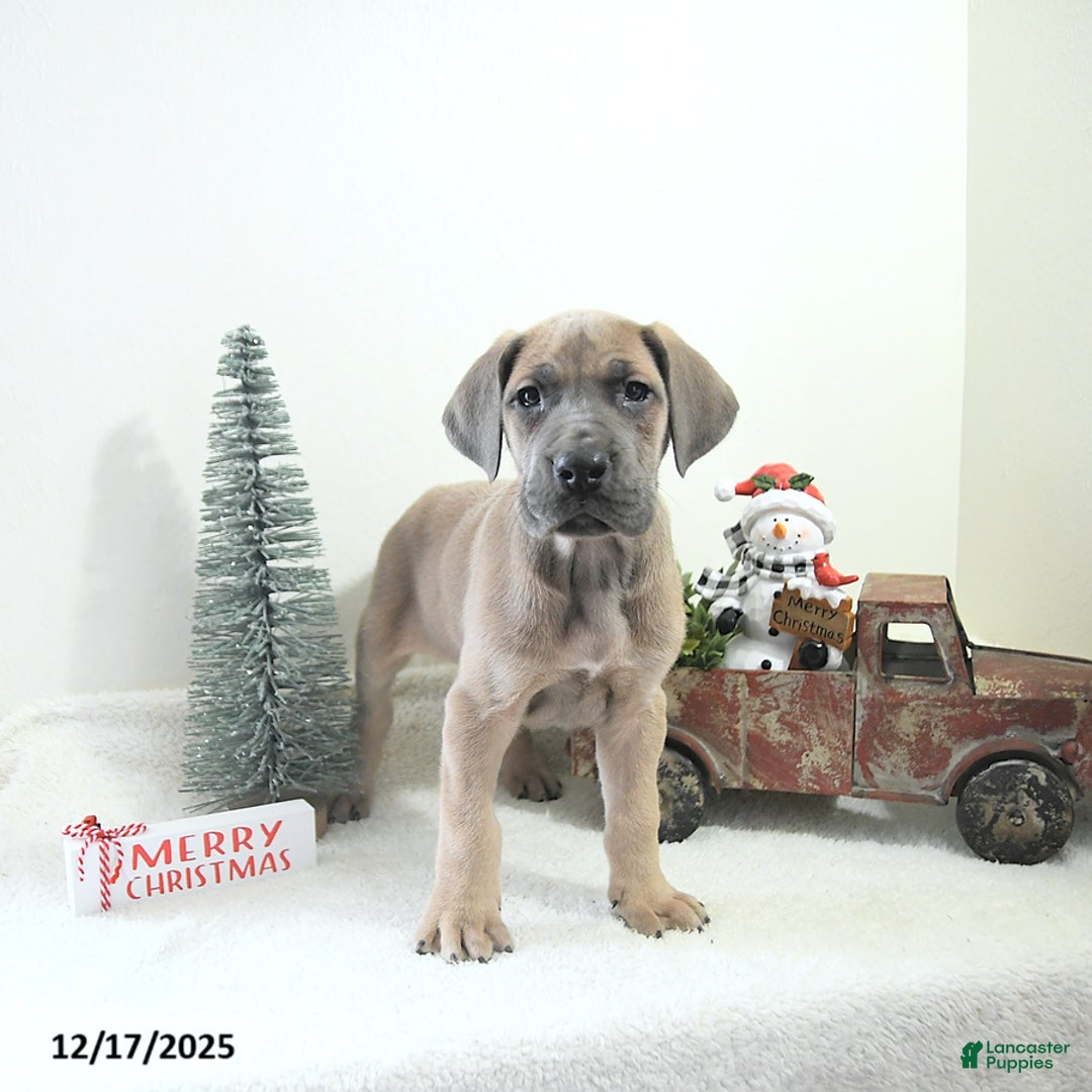 Great Dane dogs for sale: Ian - Ad 14