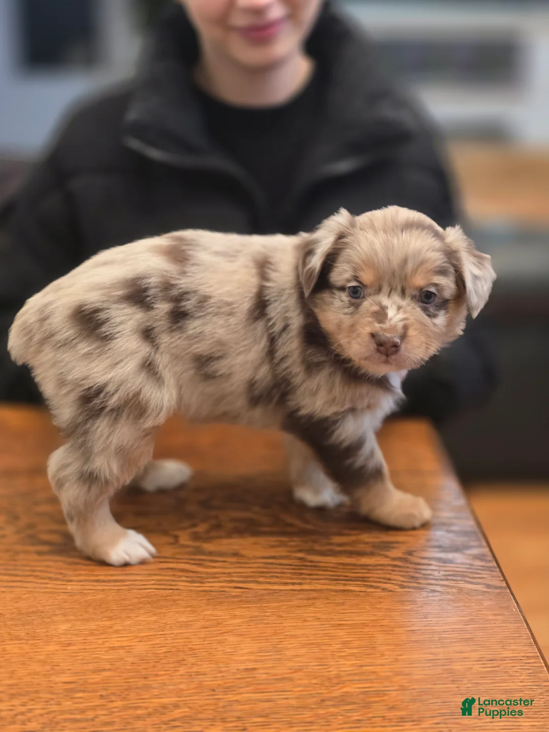 Australian Shepherd dogs for sale: Australian Shepherd Puppy 3 - Ad 3