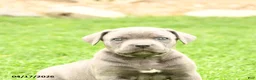 Cane Corso dogs for sale: Sierra - Ad 5
