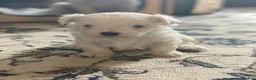 Maltipoo dogs for sale:  Poppy - Ad 5