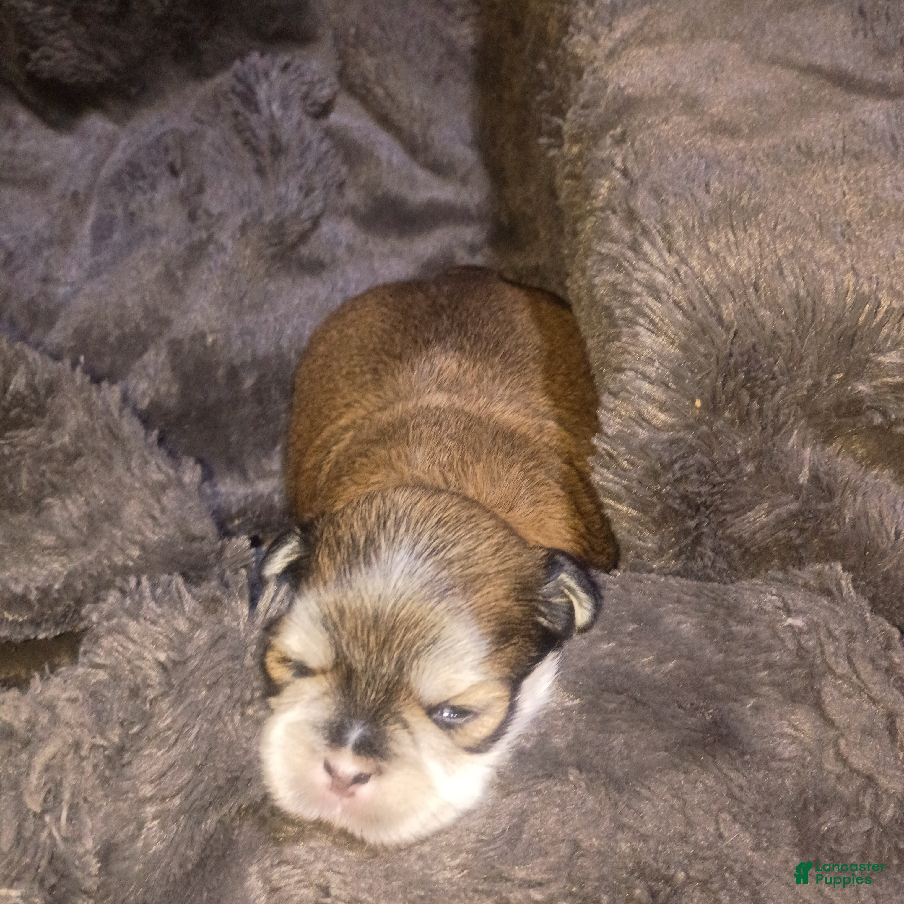 Mixed Breed dogs ShiChi 2 - Ad 42