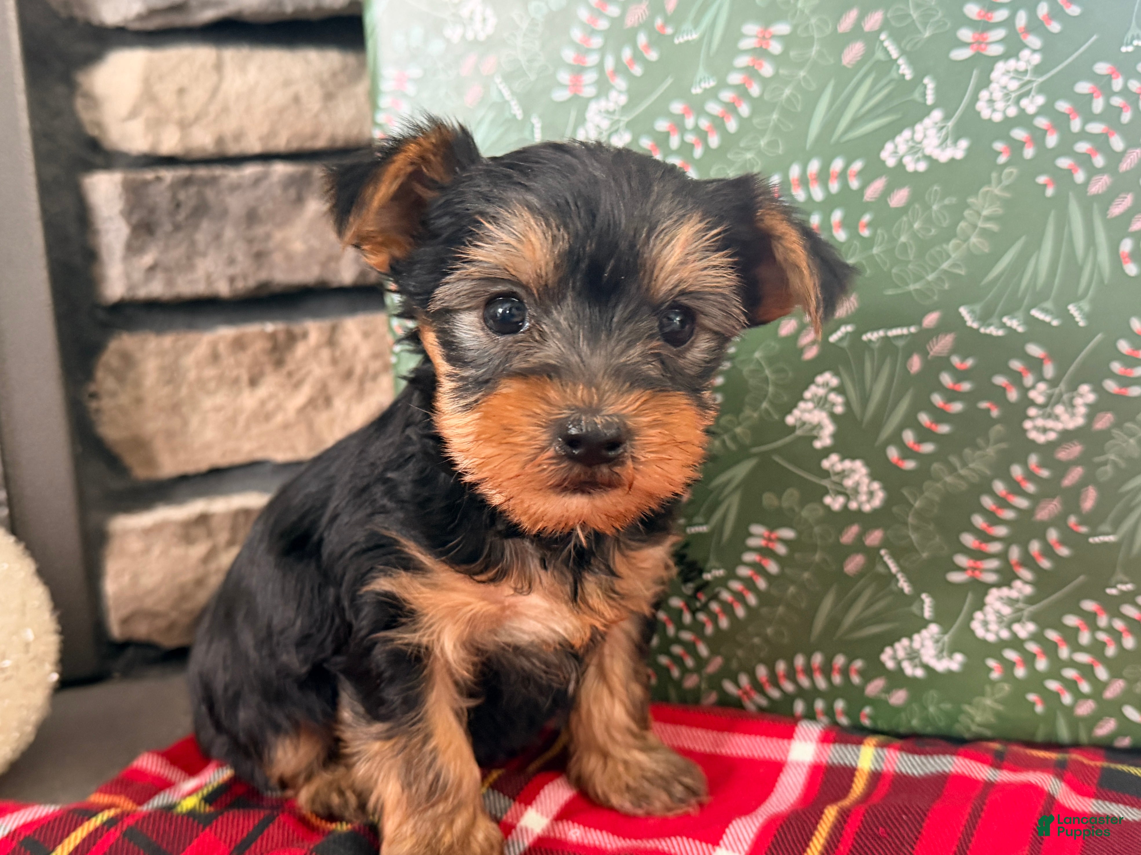 Yorkshire Terrier dogs Felix - Ad 28