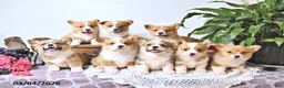 Welsh Corgi Pembroke dogs for sale: Kayla - Ad 5