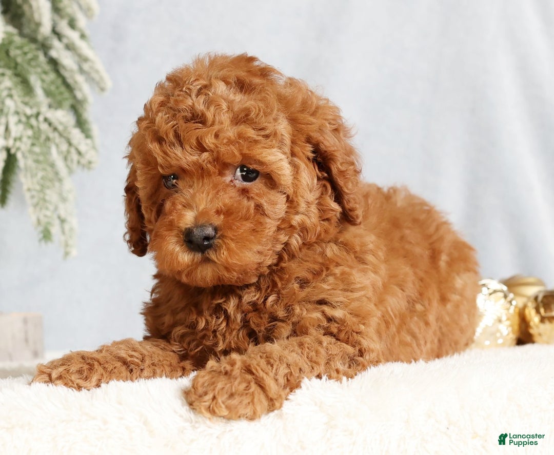 Mini Goldendoodle dogs for sale: Glinda - Ad 4
