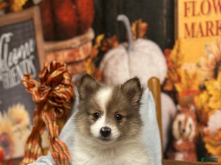 Pomeranian dogs - Ad 9