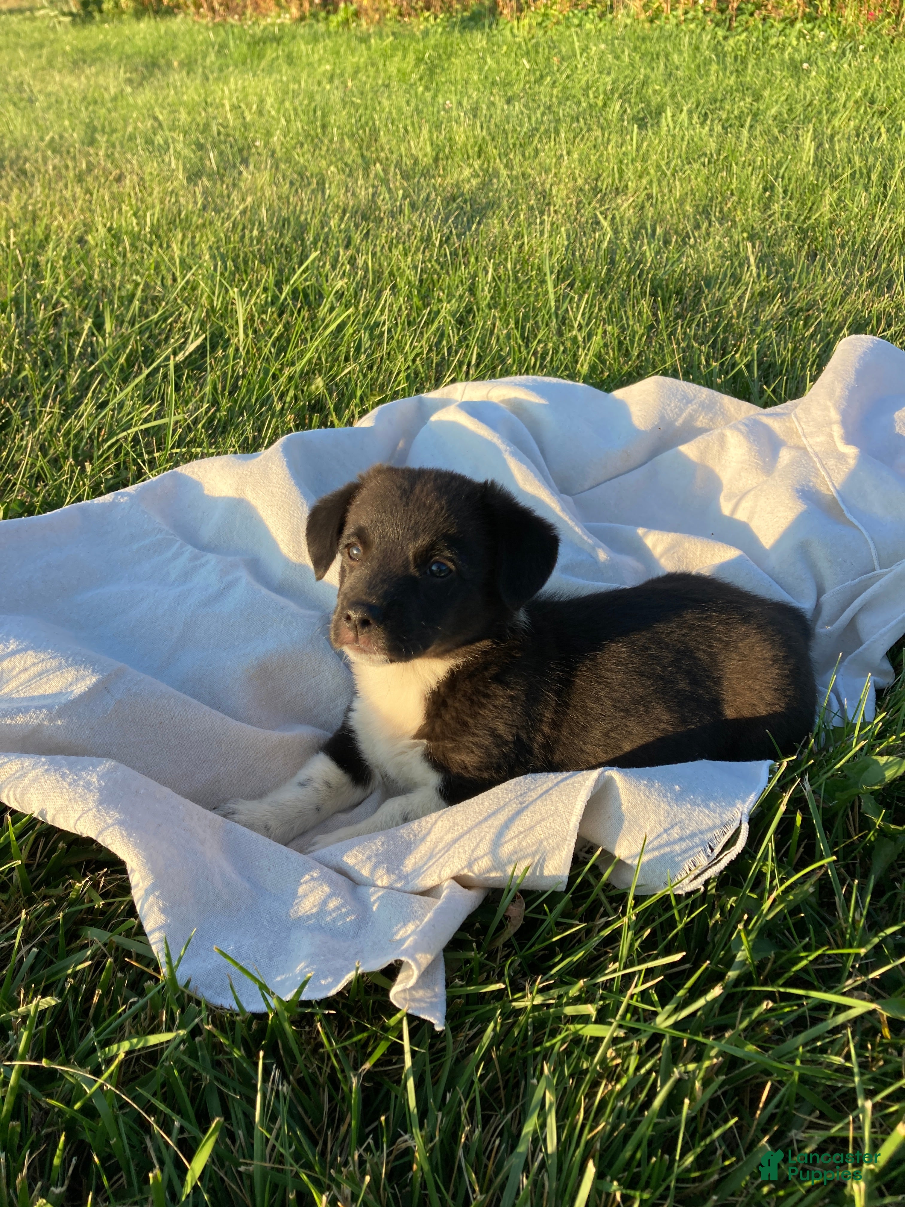 Corgipoo dogs Anya  - Ad 1