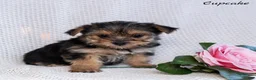 Morkie dogs for sale: Cupcake  - Ad 2