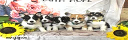 Welsh Corgi Pembroke dogs for sale: Lila  - Ad 5