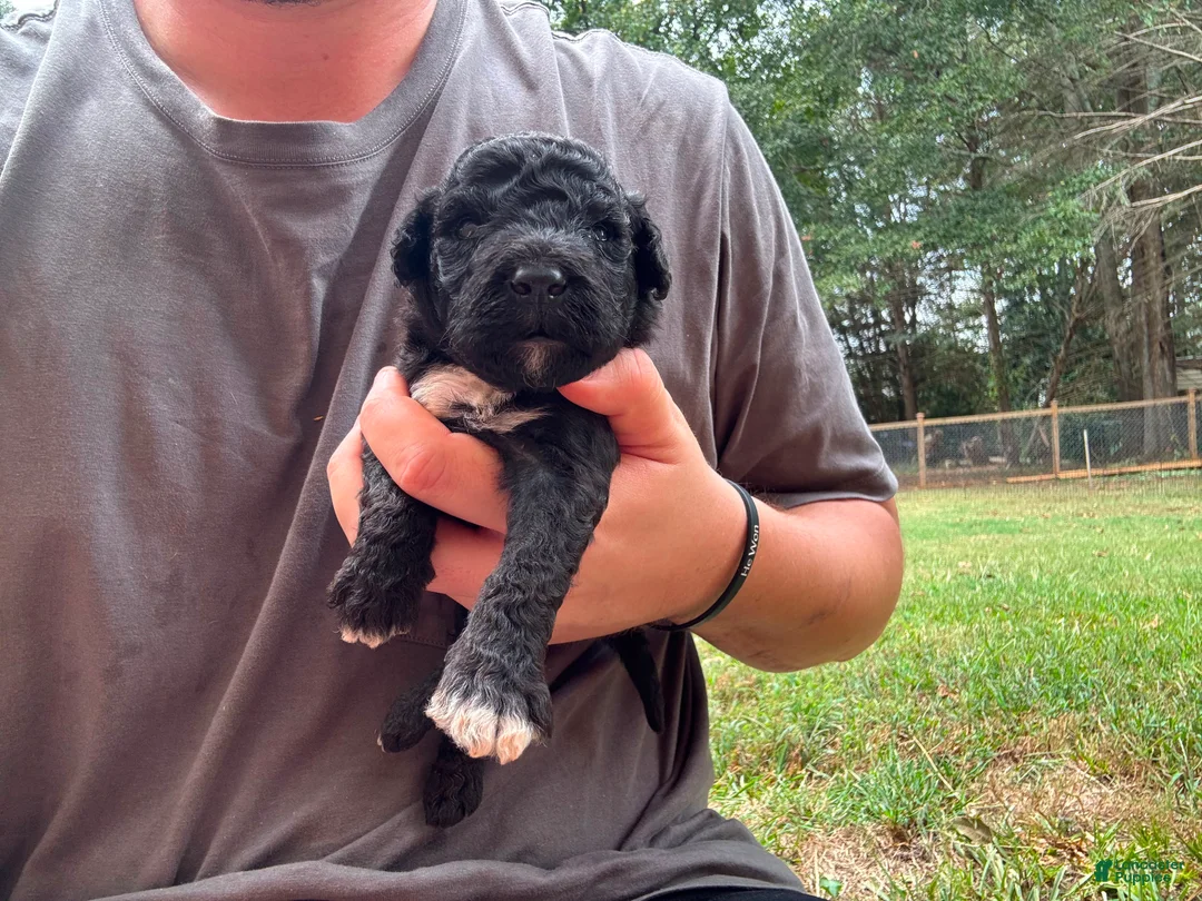 Portuguese Water Dog dogs for sale: Ollie - Ad 2