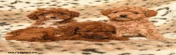 Miniature Poodle dogs for sale: Hunter - Ad 3
