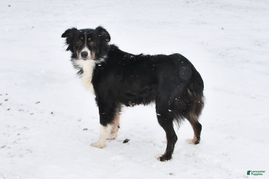 Mixed Breed dogs for sale: Toni - Ad 6