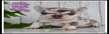 Molly