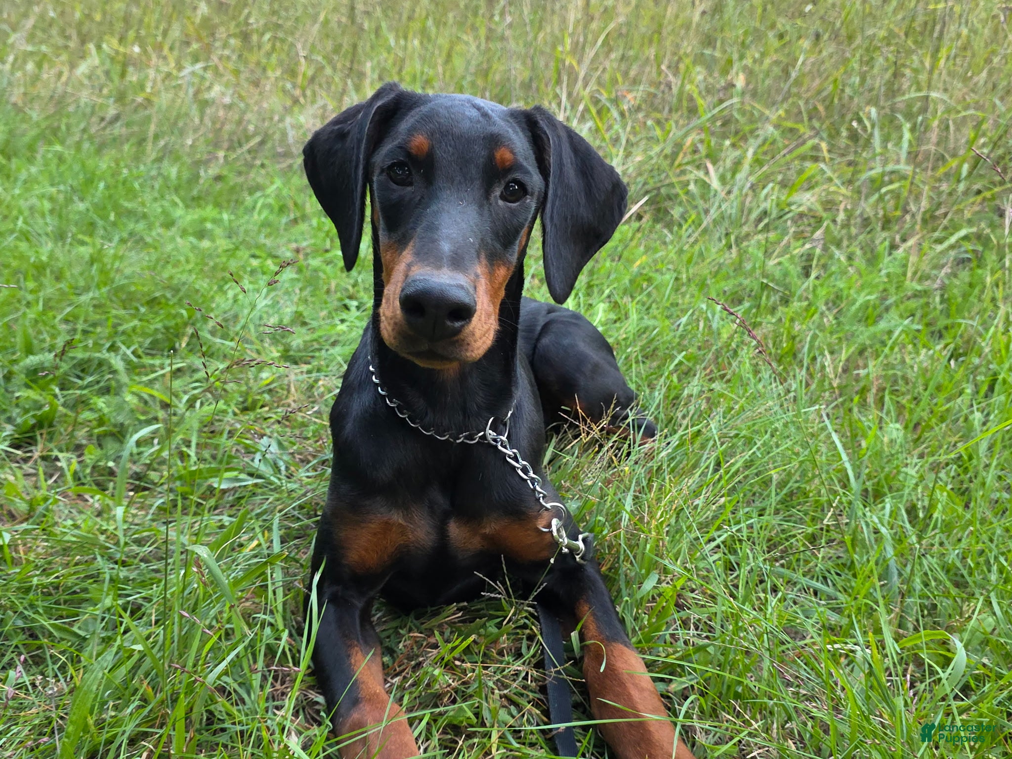 Doberman Pinscher dogs Elowen - Ad 1