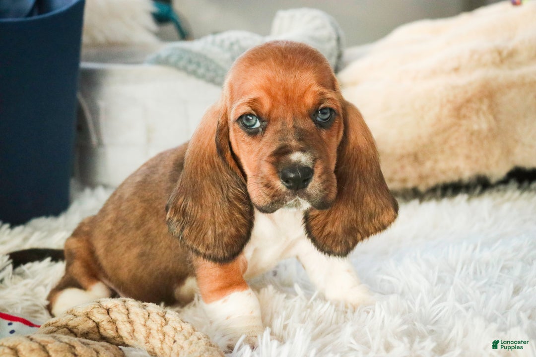 Basset Hound dogs for sale: Armando - Ad 3