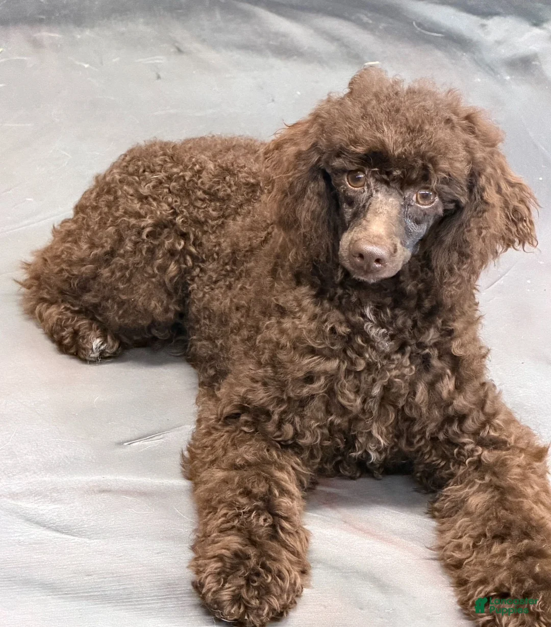 Miniature Poodle dogs for sale: Hershall - Ad 2