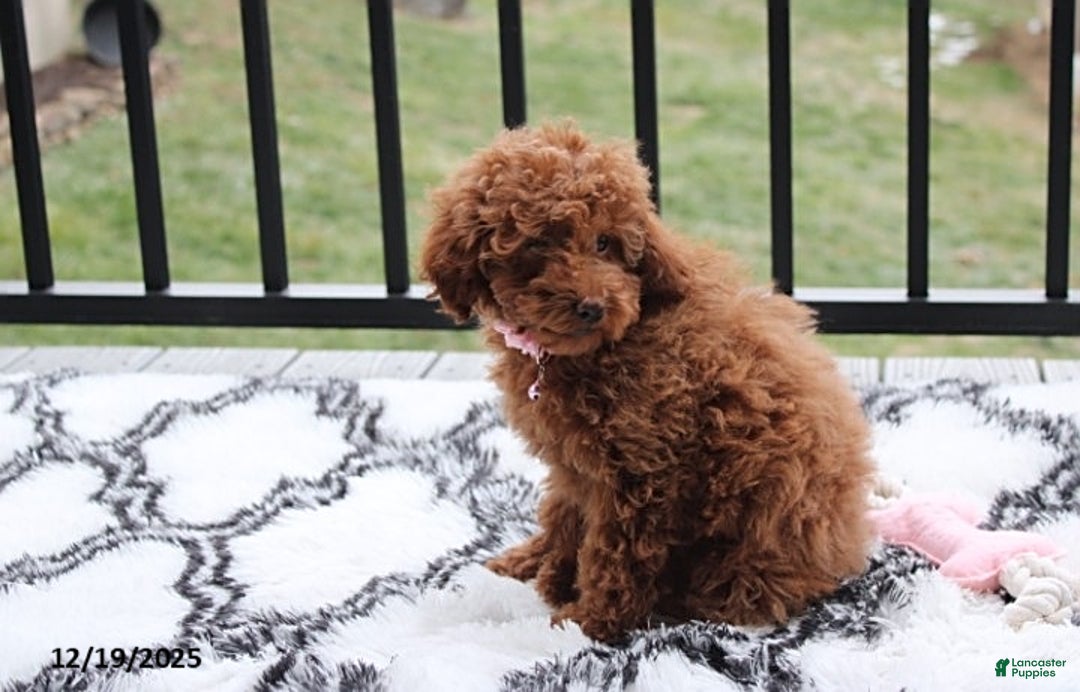 Toy Poodle dogs for sale: Paige - Ad 4