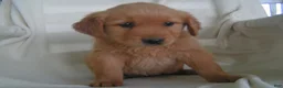 Golden Retriever dogs for sale: Lilly - Ad 5