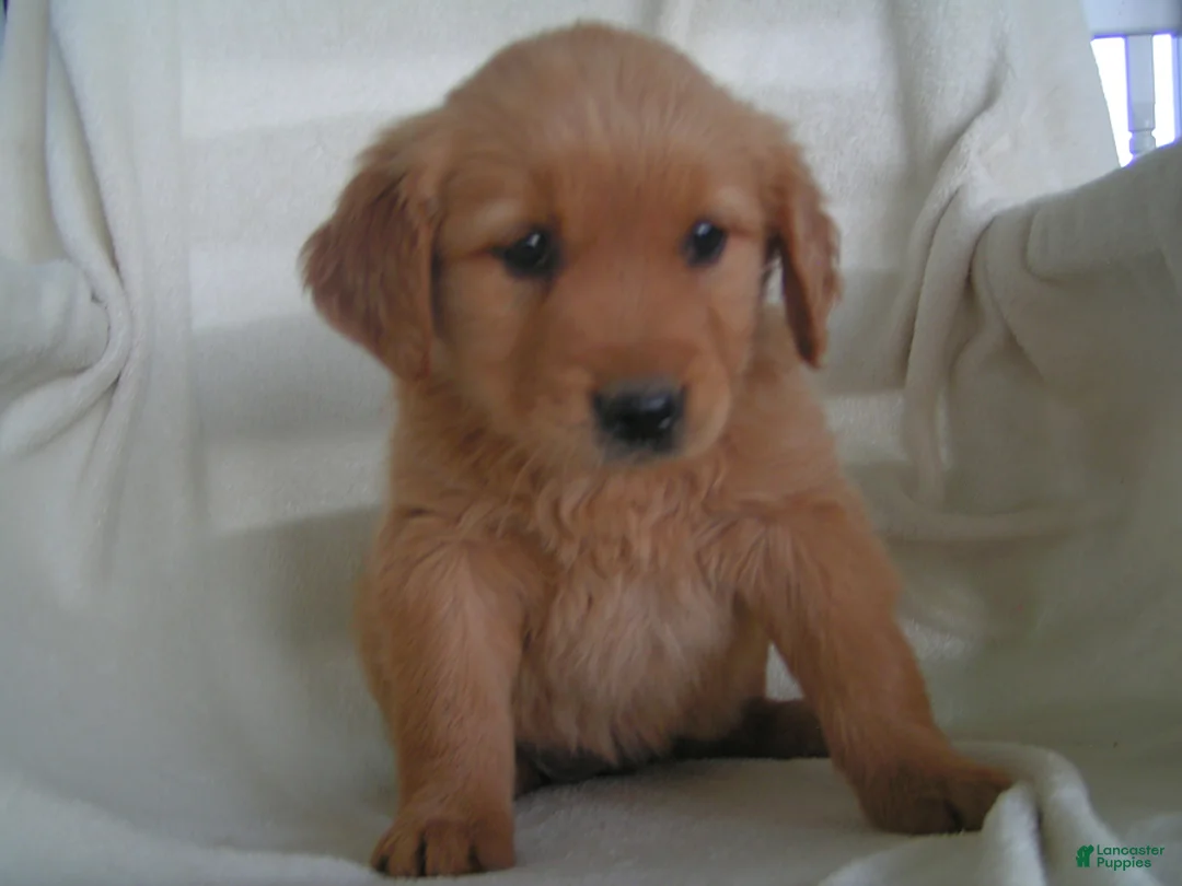 Golden Retriever dogs for sale: Lilly - Ad 5