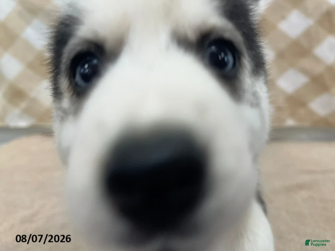 Pomsky dogs for sale: Pippa - Ad 4
