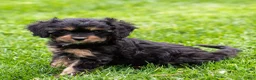 Cavapoo dogs for sale: Turbo Cavapoo Puppy  - Ad 18