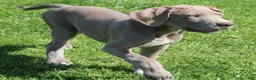 Great Dane dogs for sale: Great Dane 2 - Ad 14