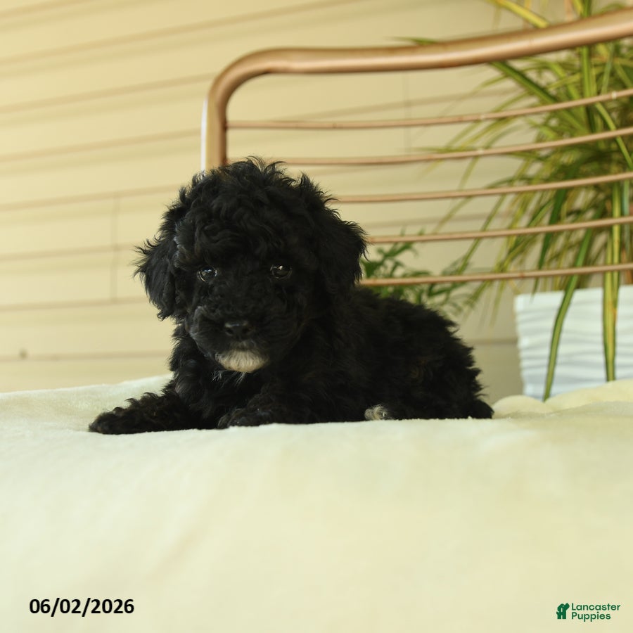 Miniature Poodle dogs for sale: Quirk - Ad 4