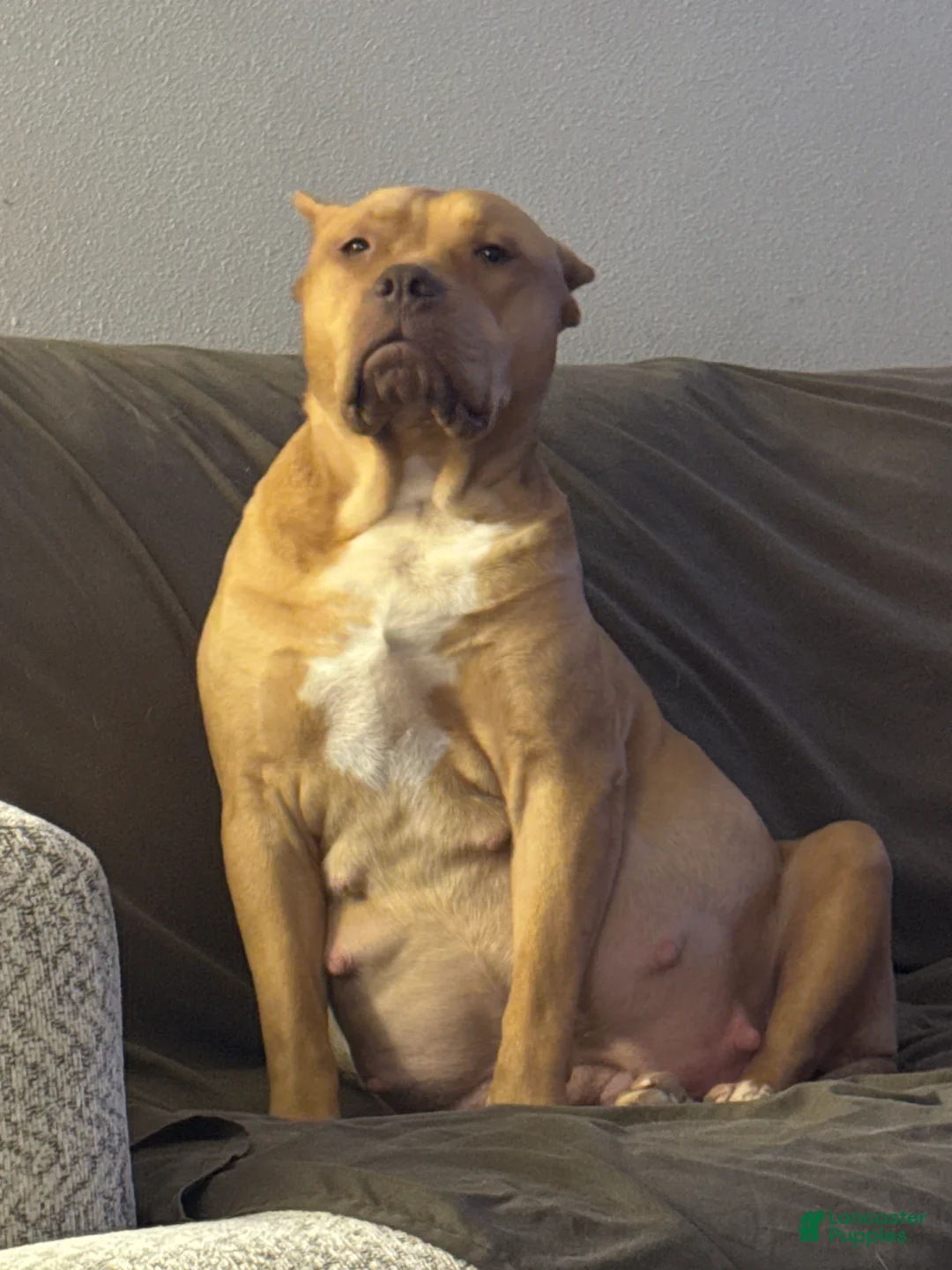 Mixed Breed dogs for sale: Mixed Breed Puppy 6 - Ad 2