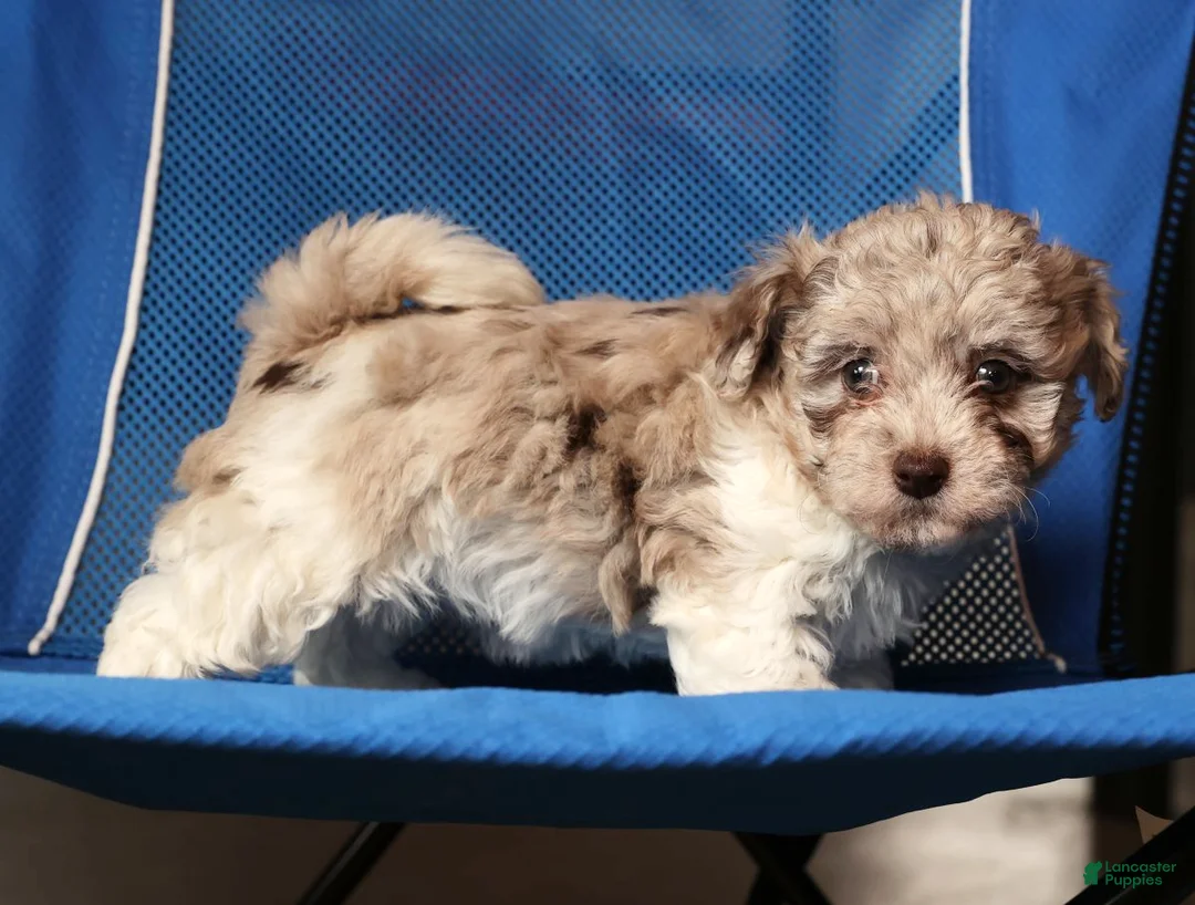 Havapoo dogs for sale: Bella - Ad 8