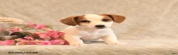 Jack Russell Terrier dogs for sale: Raina - Ad 3