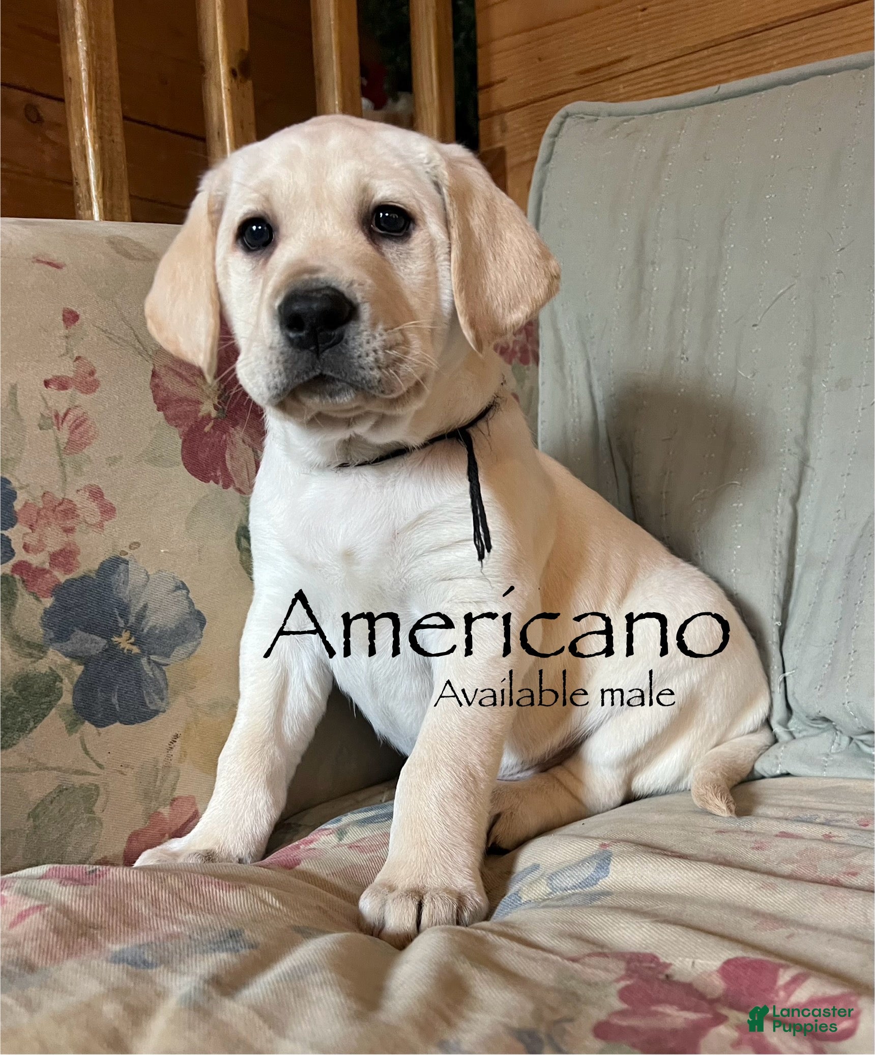 Labrador Retriever dogs Americano - Ad 14