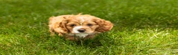 Cocker Spaniel dogs for sale: Gertie  - Ad 5