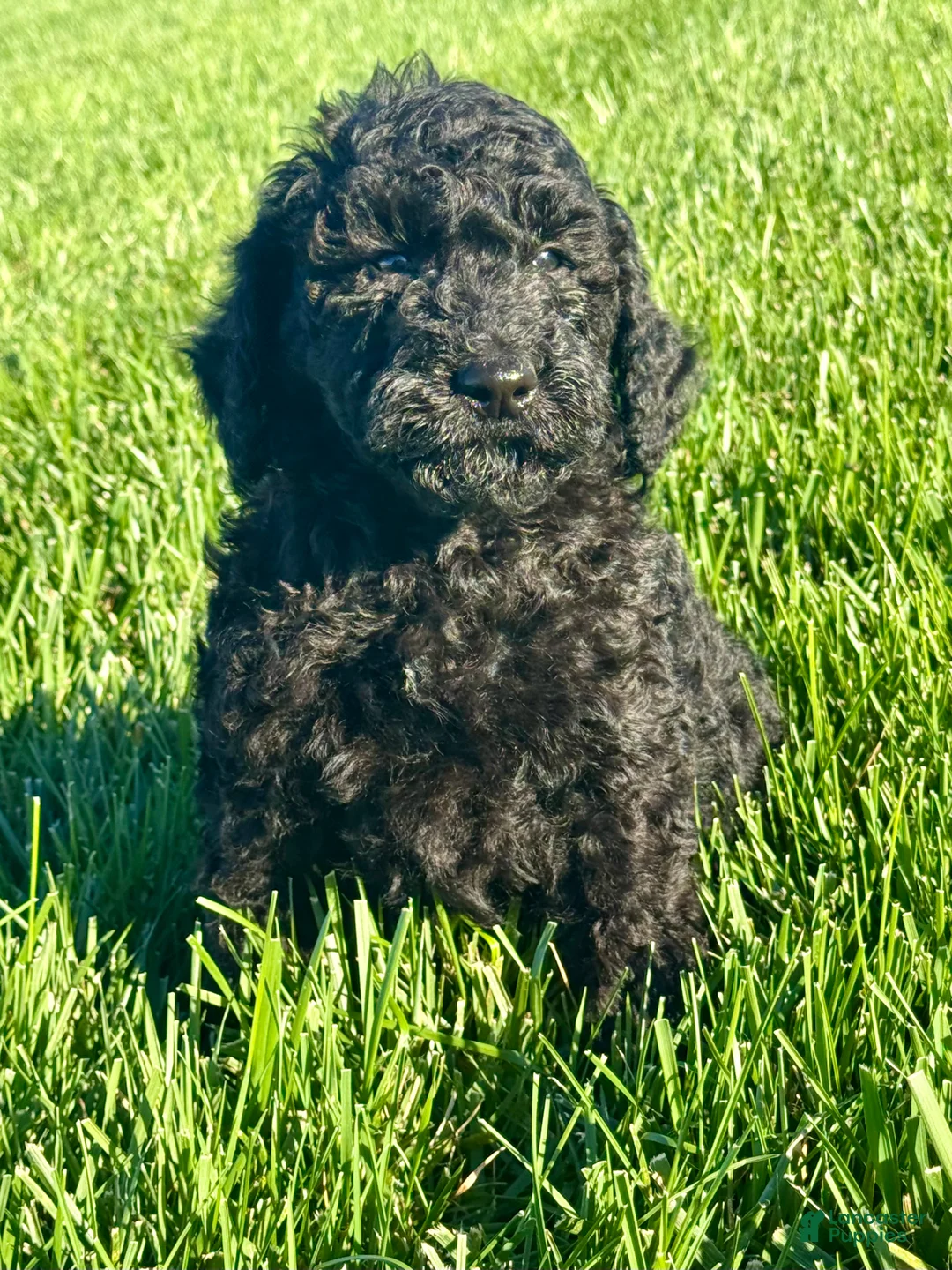 Mini Bernedoodle dogs for sale: Annie - Ad 2