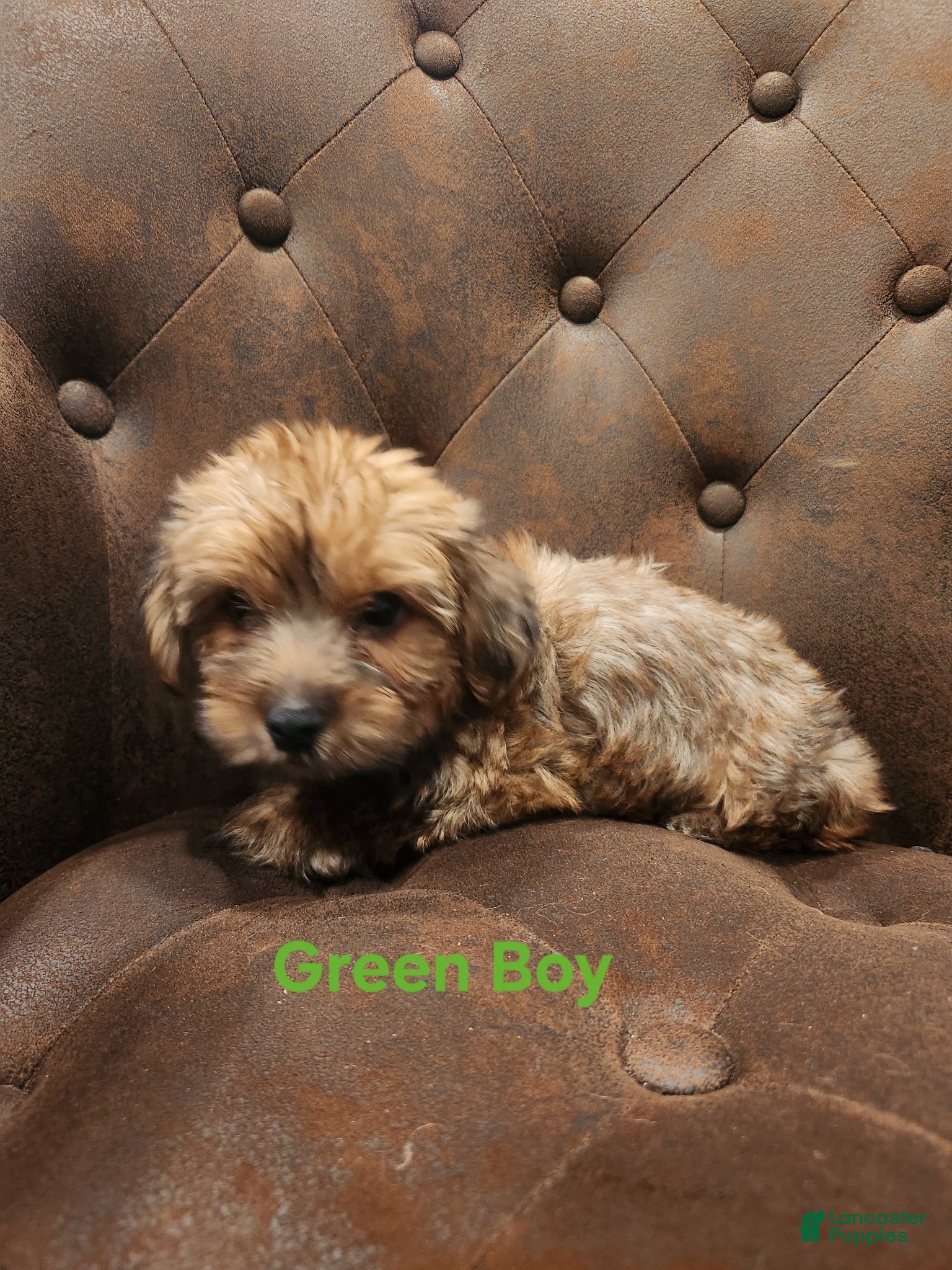 Shorkie dogs Shorkie 2 - Ad 2