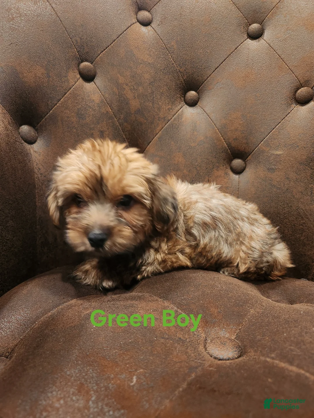 Shorkie dogs for sale: Shorkie 2 - Ad 2