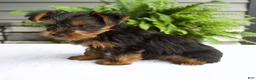 Yorkshire Terrier dogs for sale: Alfie - Ad 5