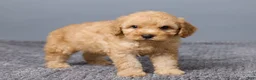 Miniature Poodle dogs for sale: Rocky - Ad 3