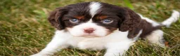Cavalier King Charles Spaniel dogs for sale: Presley Cavalier King Charles Spaniel  - Ad 7