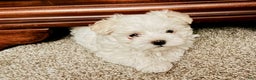 Maltese dogs for sale: Bella - Ad 1