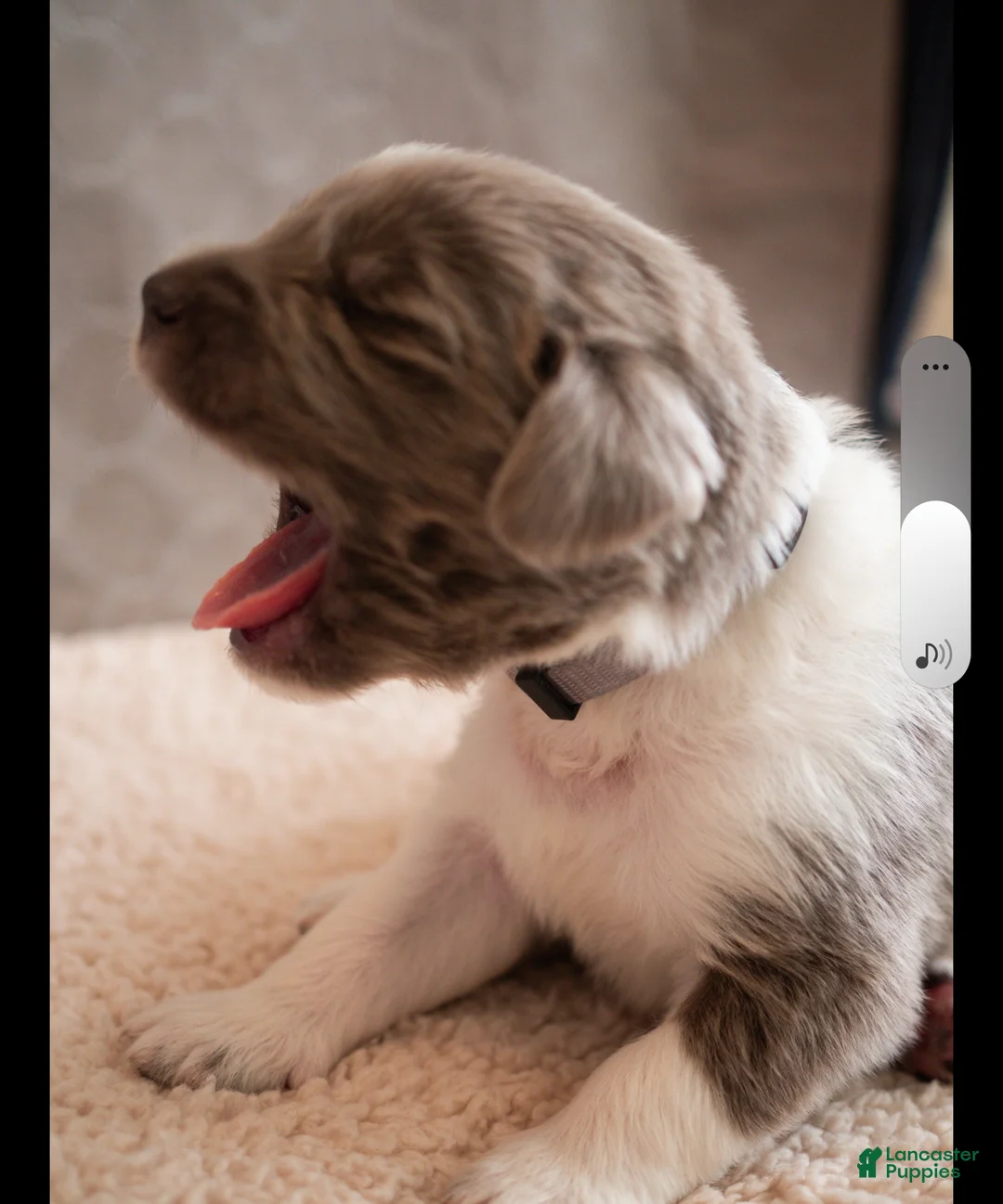 Newfoundland dogs for sale: Remington (gray collar)  - Ad 2