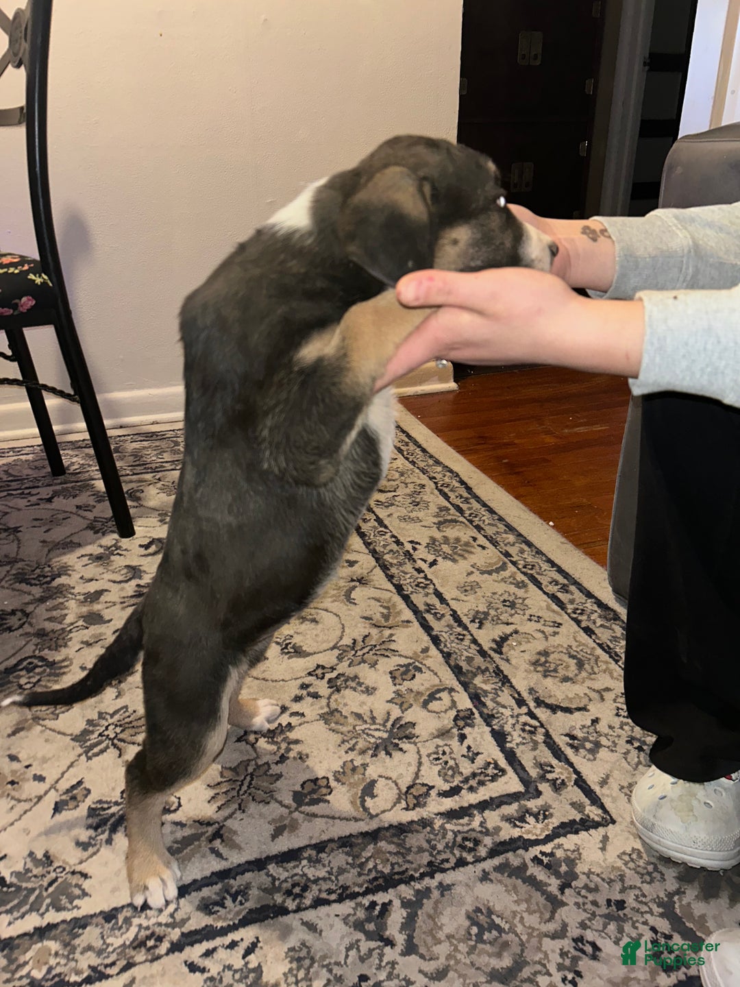 Mixed Breed dogs for sale: Mixed Breed Puppy 2 - Ad 2